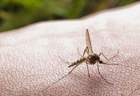 A picadura de mosquito como causa de infestación de parasitos