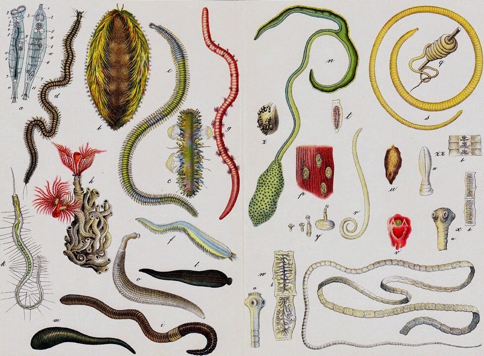 Tipos de vermes humanos