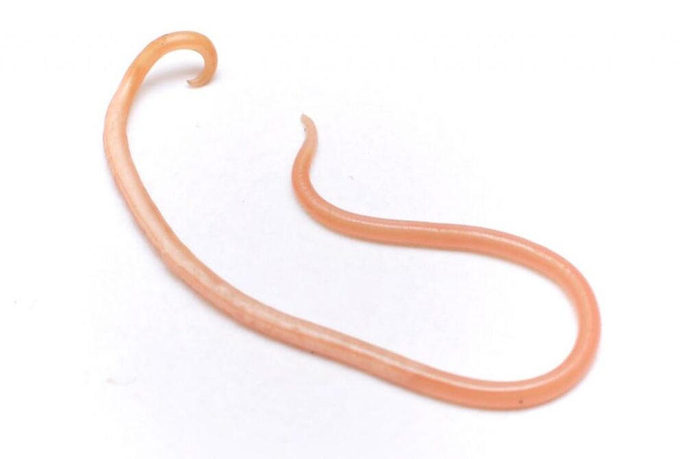 Ascaris é un dos vermes máis populares
