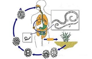 o ciclo do desenvolvemento de parasitos no corpo