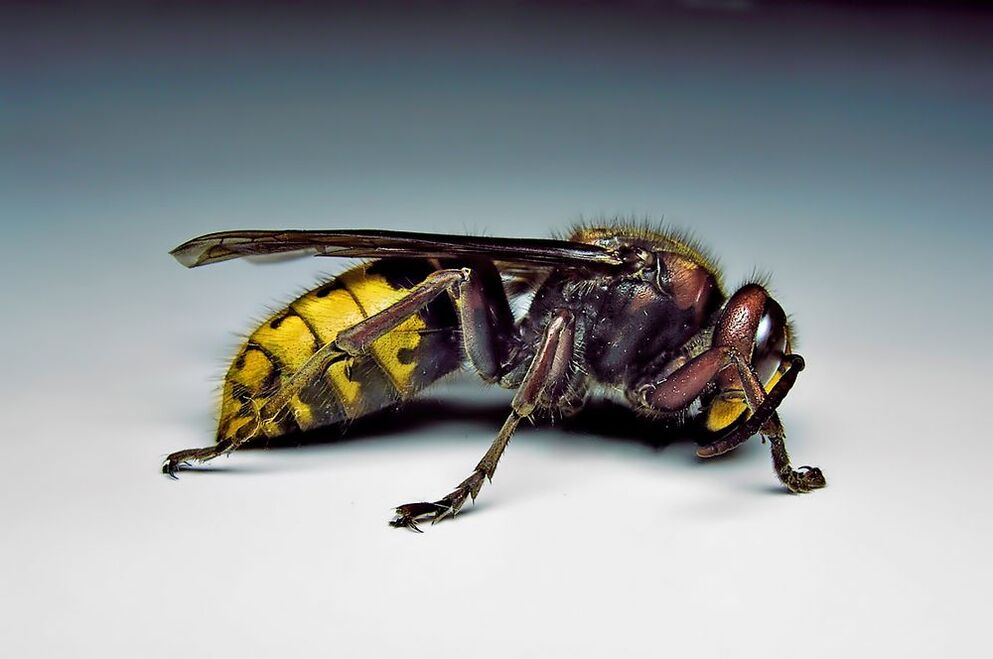 Os insectos poden infectar aos humanos con parasitos