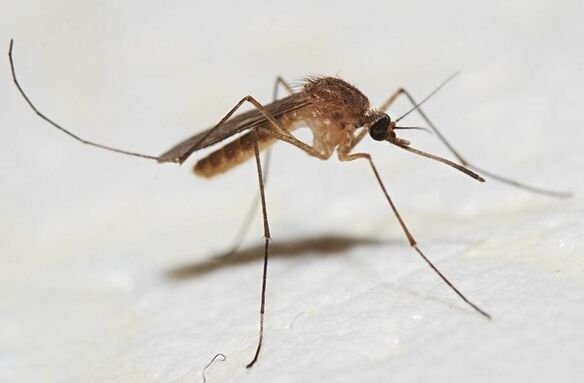 Os mosquitos son os principais portadores de parasitos da pel