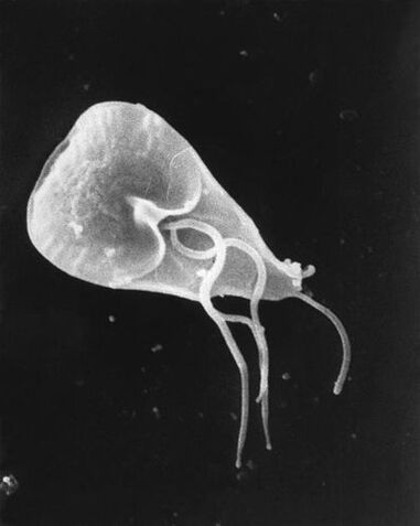 lamblia - un xénero de parásitos protozoarios flaxelados